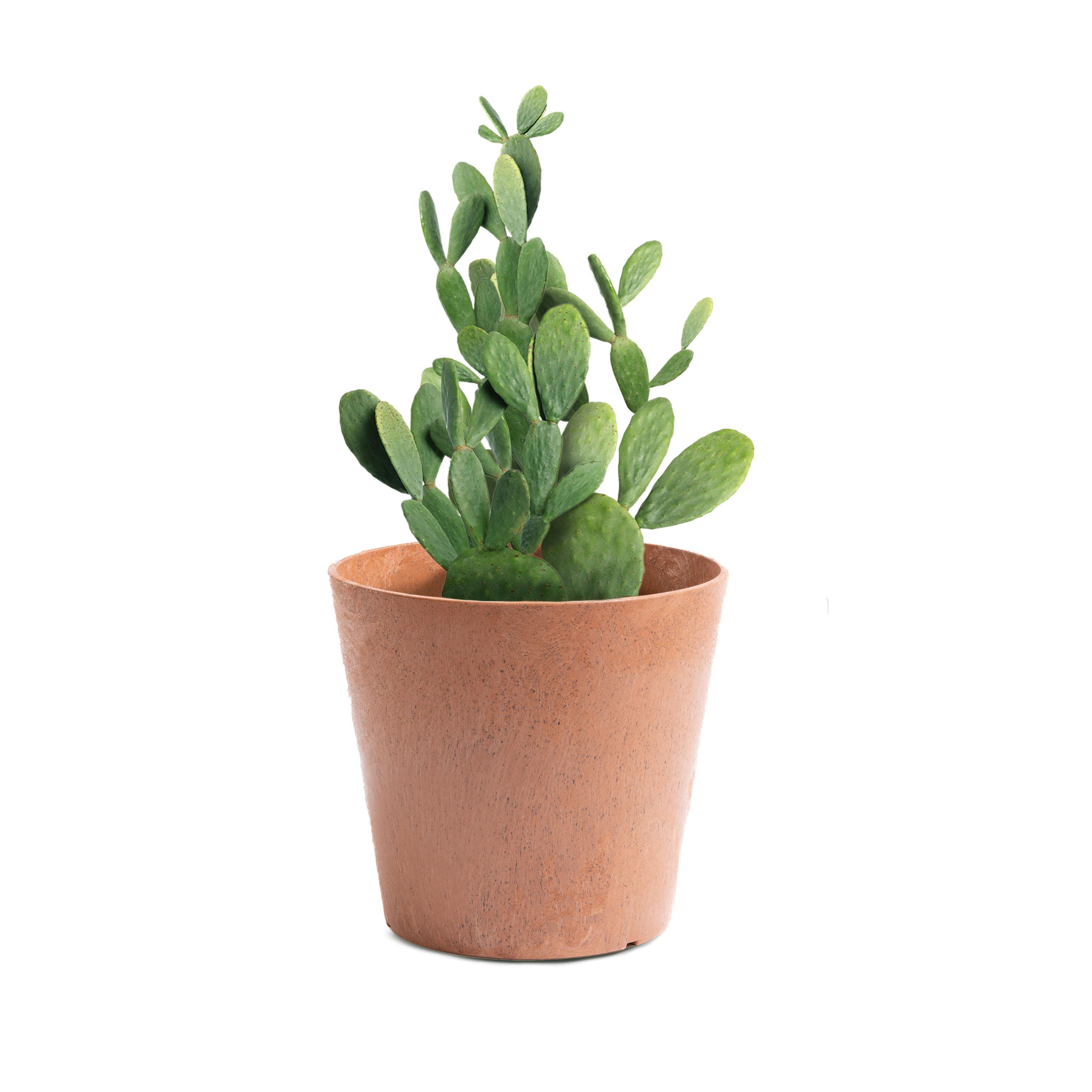 Octavia 28cm Planter