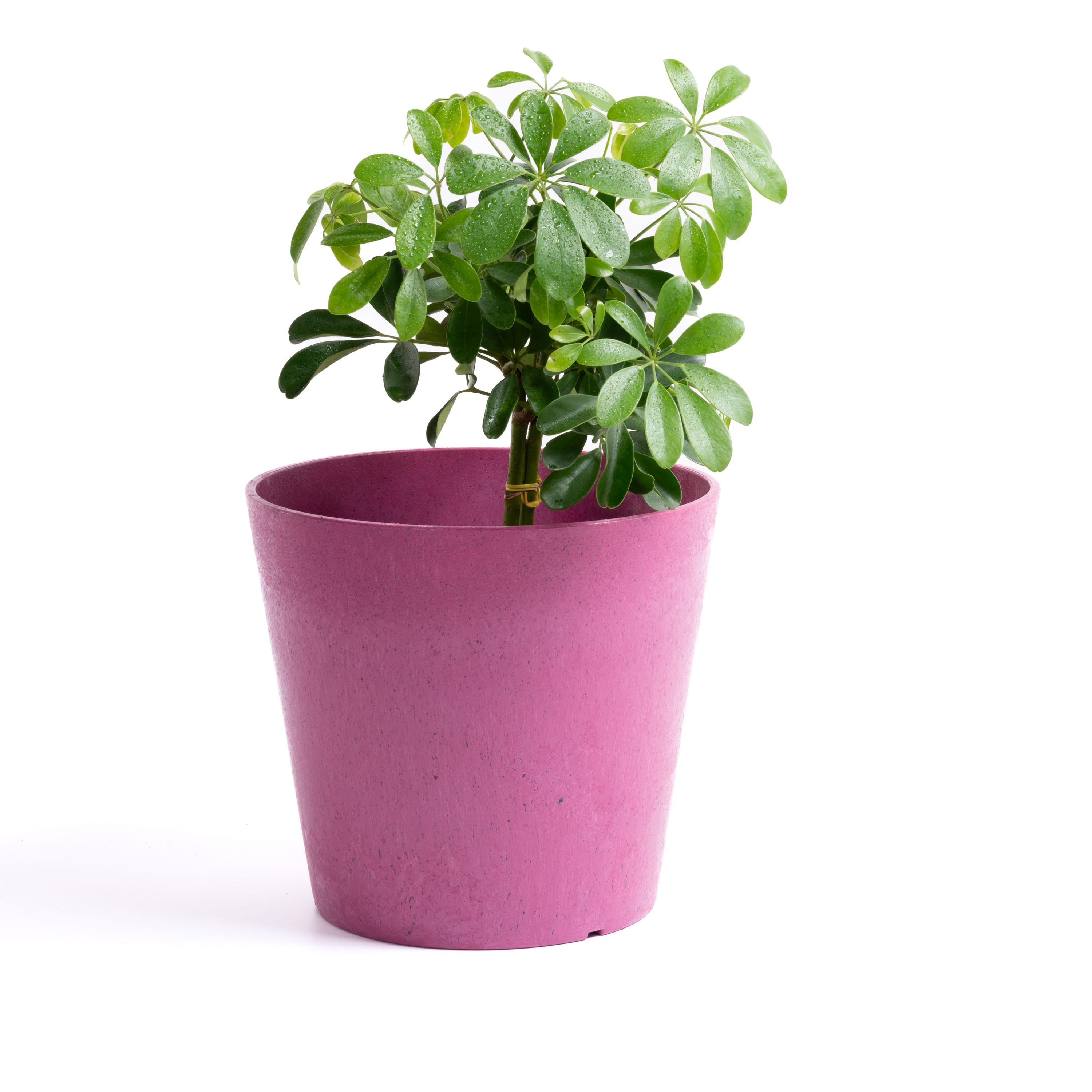 Octavia 28cm Planter