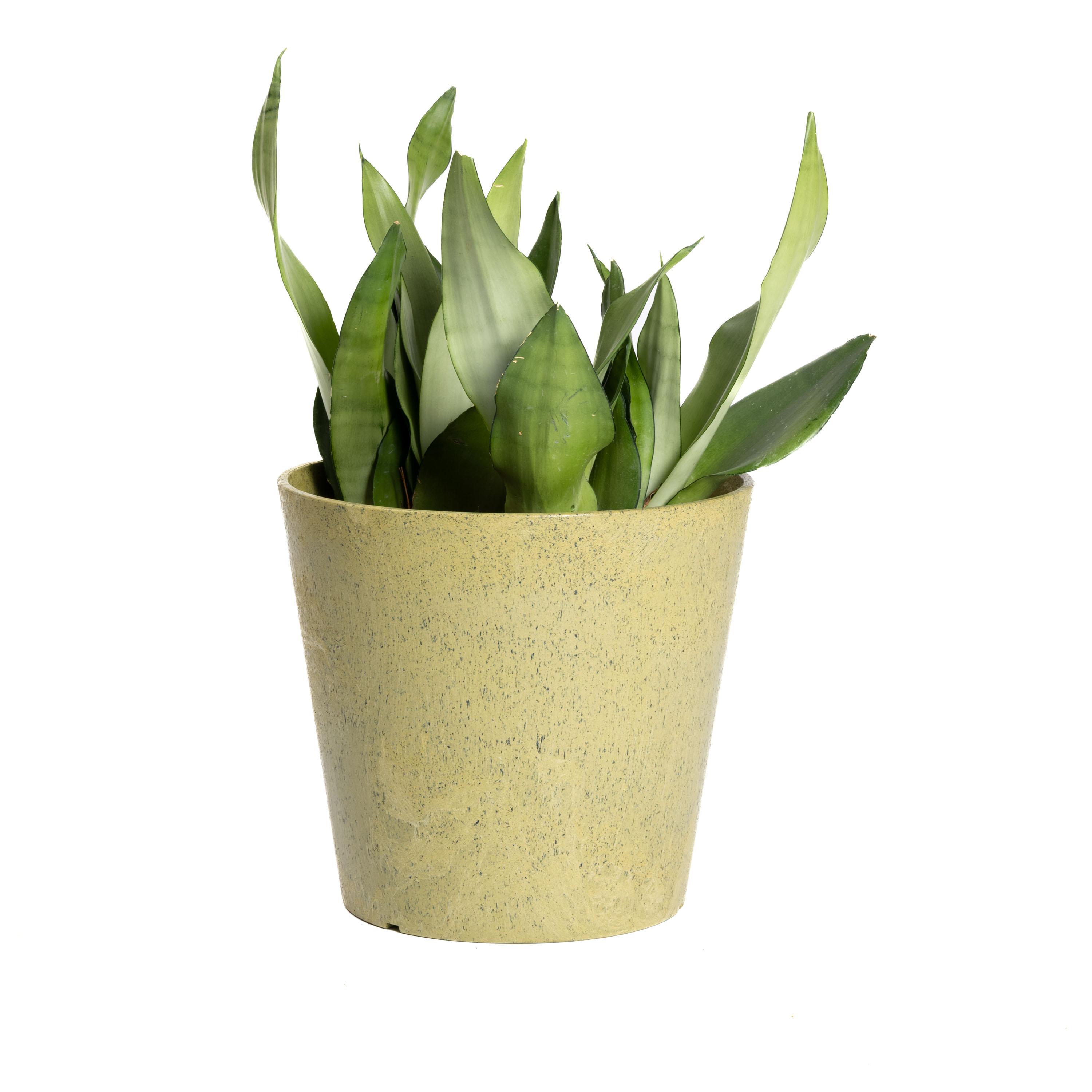 Octavia 28cm Planter