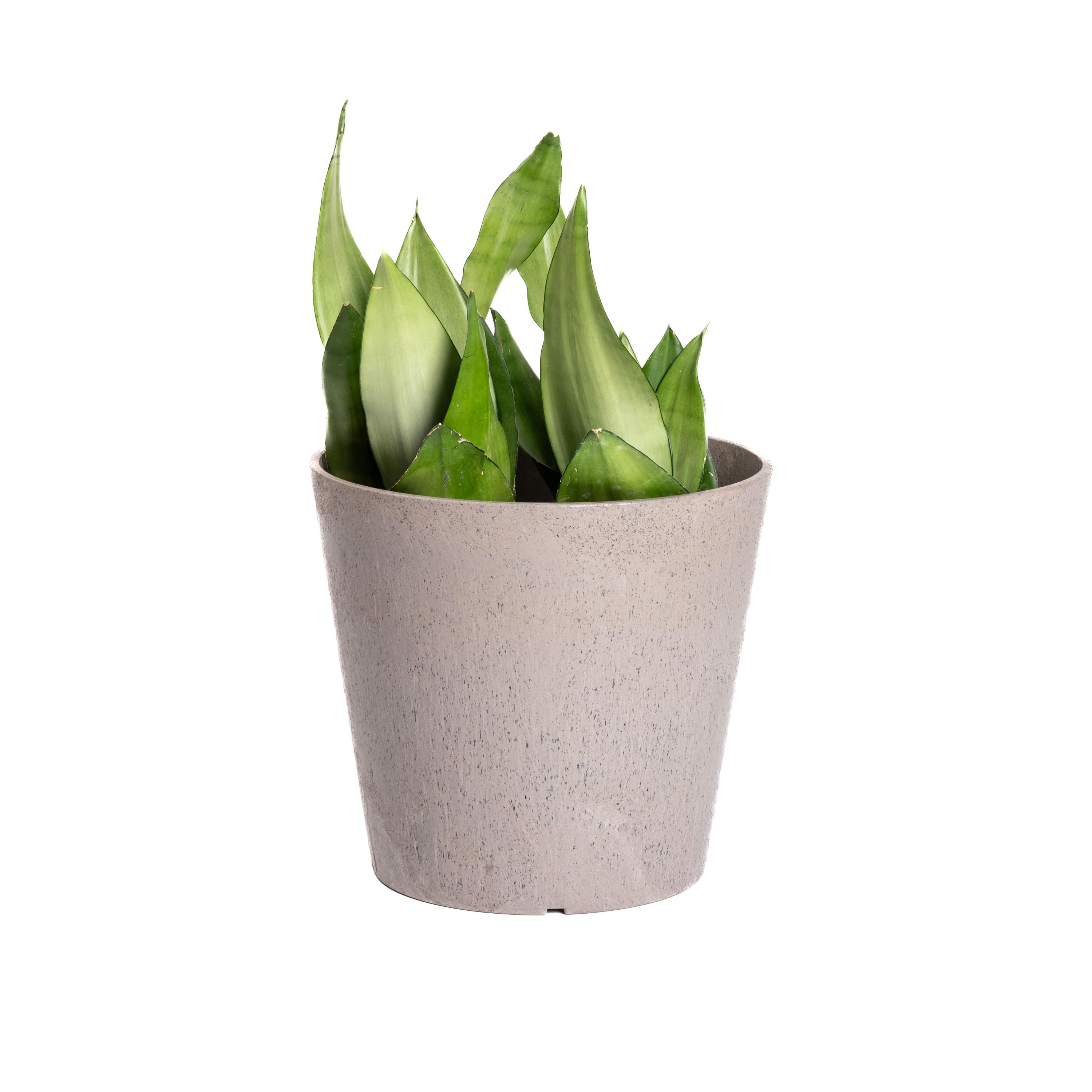 Octavia 28cm Planter